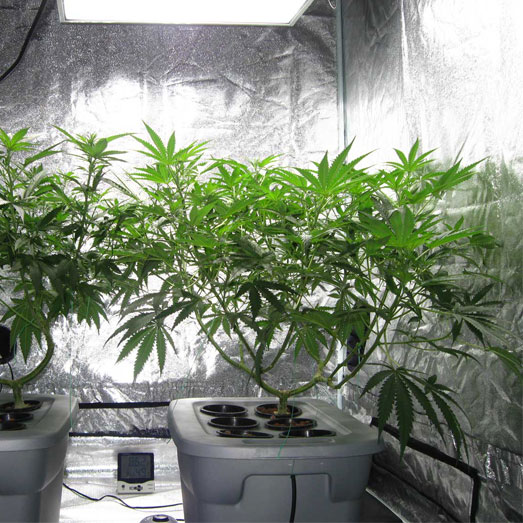 Binnen kweek op hydro. Binnen kweek op hydro korrels.
