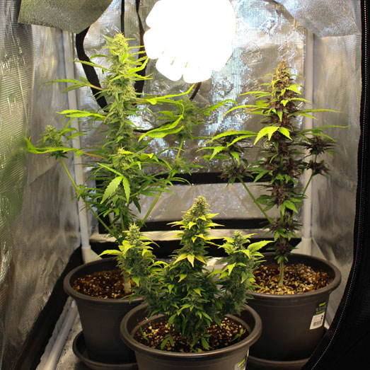 Kweektent met 3 cannabis planten.