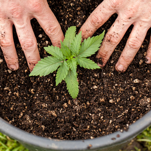 Een groter wietplant kan wel in potgrond. Een groter wietplant kan wel in potgrond.