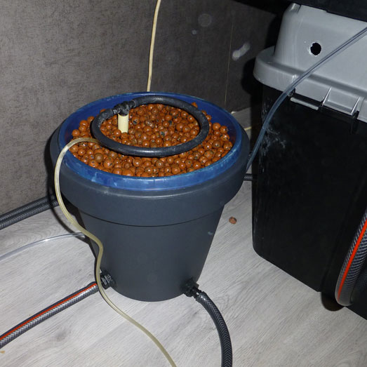 Hydrocultuur met kleikorrels. Hydrocultuur met kleikorrels.