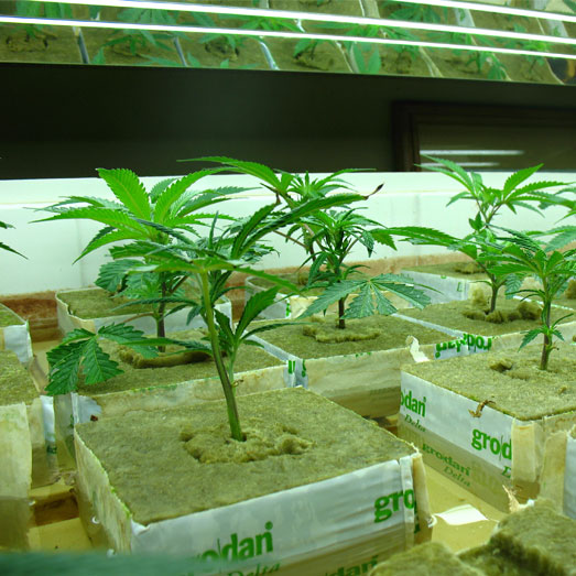 Hydrocultuur: wietplantjes in steenwol. Wietplantjes in steenwol.