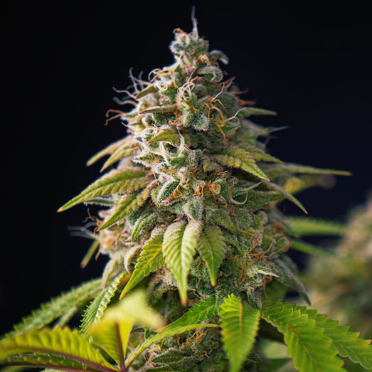 Cannabis top van de Lowryder autoflower.