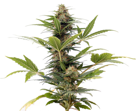 Cannabis plant van de Lowryder autoflower.