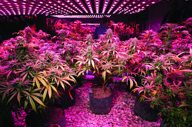 Cannabis onder led verlichting. Cannabis onder led verlichting.