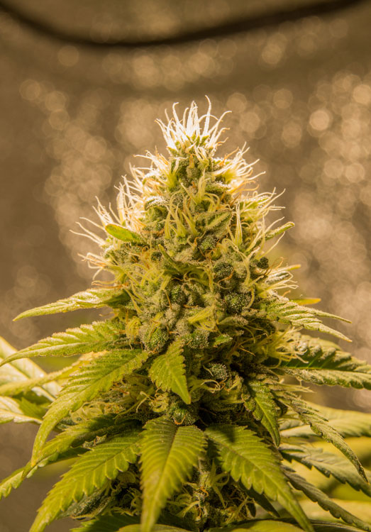 Cannabis plant onder COB LED. Cannabis plant onder COB LED.