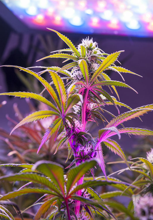 Cannabis plant onder Diffuse LED. Cannabis plant onder Diffuse LED.