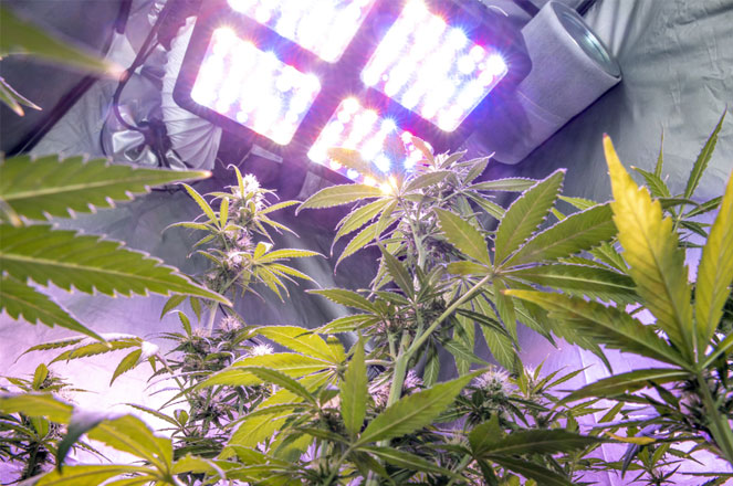 Wietplanten in kweektent met Diffuse LEDverlichting. Wietplanten in kweektent met Diffuse LEDverlichting.