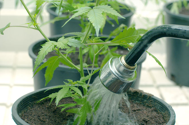 Wietplant onder LED hebben minder water nodig. Wietplant onder LED hebben minder water nodig.