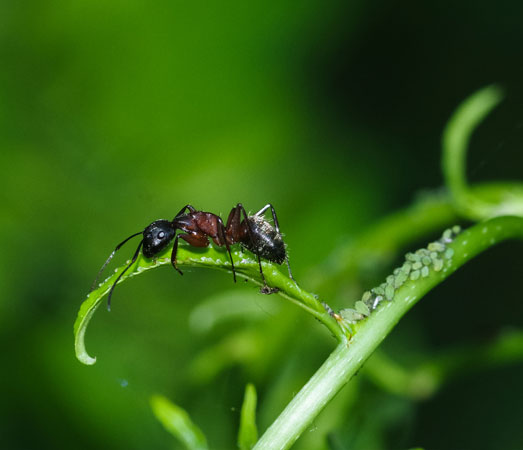 Mieren leven in symbiose met bladluizen.