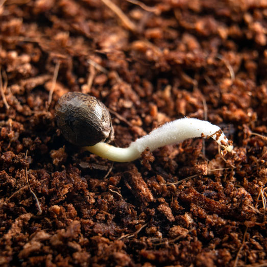 Een ontkiemd wietzaadjes gereed om te planten in cocosaarde.