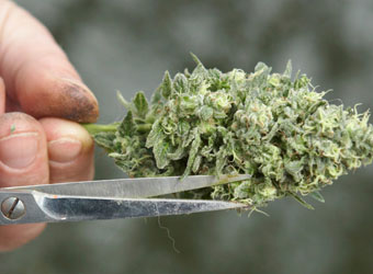 Oogsten wietplant