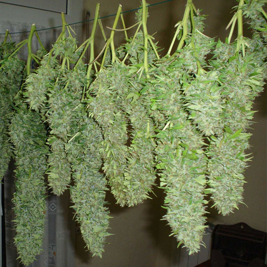 Het drogen van de cannabis toppen. Het drogen van de cannabis toppen.