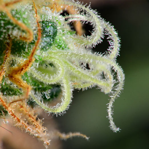 Close-up van een cannabis indica wiettop. Close-up van een cannabis indica wiettop