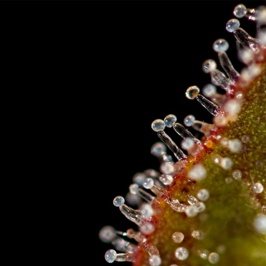 Macro close-up van trichomen op blad van een female cannabis indica plant