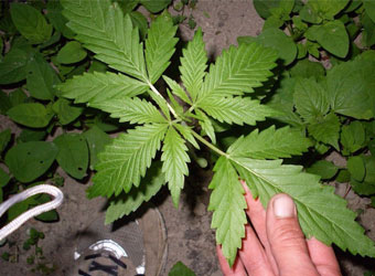 Ruderalis wietplant