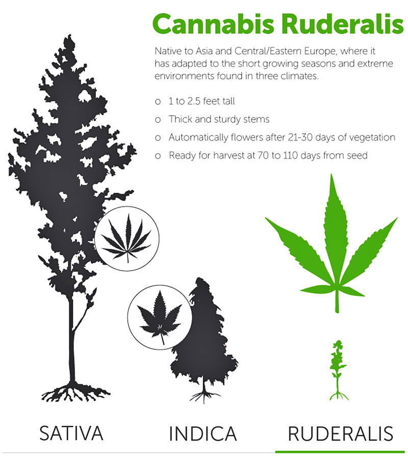 Kenmerken cannabis ruderalis. Kenmerken cannabis ruderalis wietsoort.