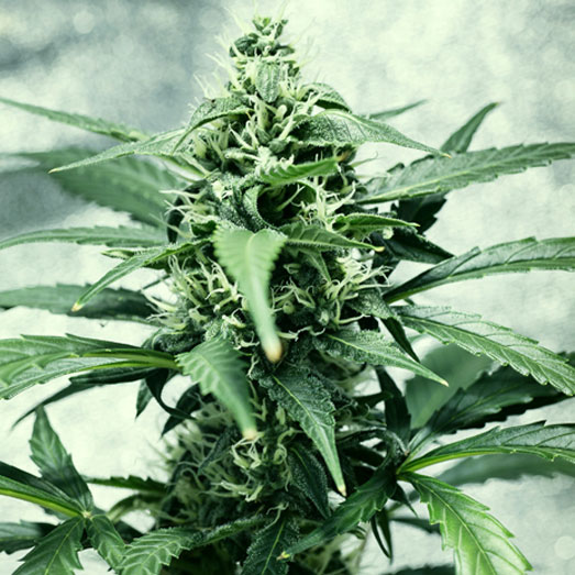 Ruderalis cannabis plant