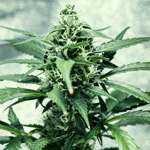 Cannabis ruderalis Ruderalis cannabis plant