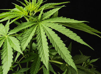 Sativa wietplant