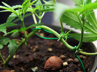 Scrog voorbereiden