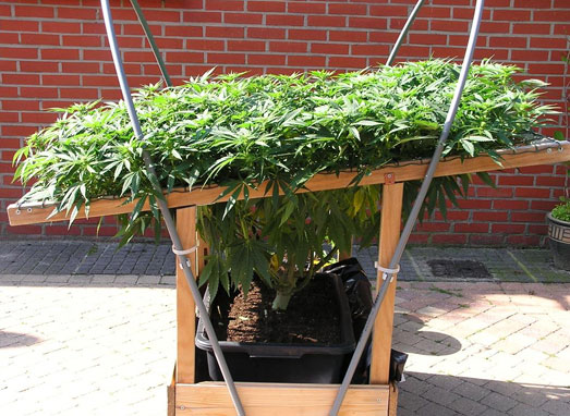 Geslaagde scrog met veel extra toppen. Geslaagde scrog met veel extra toppen