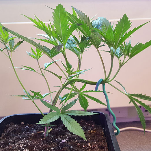 Scrog-voorbereiden: takjes naar beneden buigen Scrog-voorbereiden: takjes naar beneden buigen.