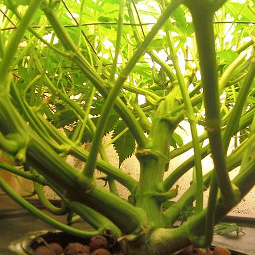 Scrog voorbeeld onder aanzicht. Scrog voorbeeld onder aanzicht.