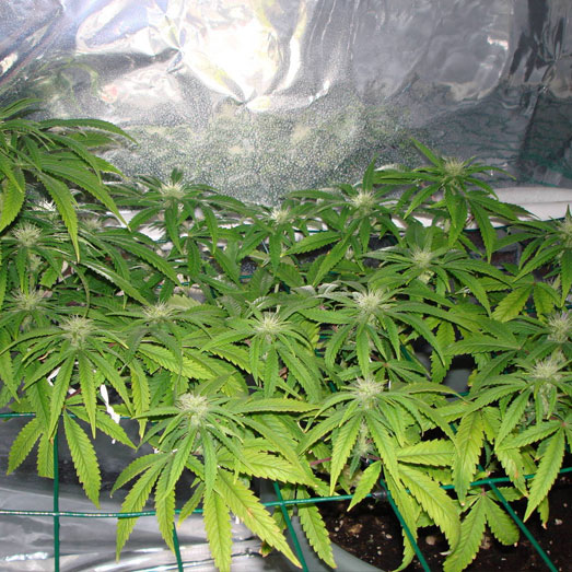 Wietplant scroggen - Amnesia Haze Wietplant scroggen - Amnesia Haze