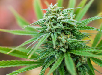 Semi Autoflower