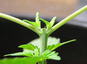 Toppen wietplant