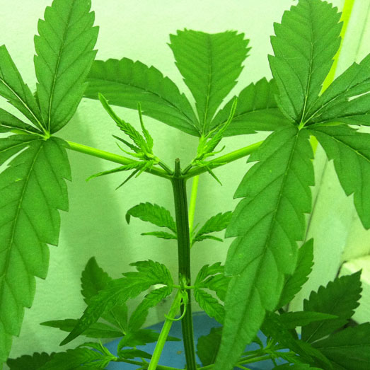 Hoe ziet mijn wietplant eruit weken na het toppen? Wietplant weken na toppen.