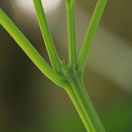 Wietplant weken na toppen.