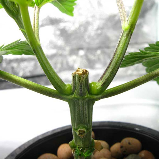 Wietplant 2 weken na toppen. Wietplant 2 weken na toppen.