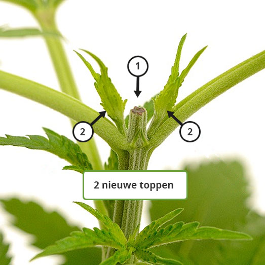 Getopte wietplant met 2 nieuwe hoofdtakken.