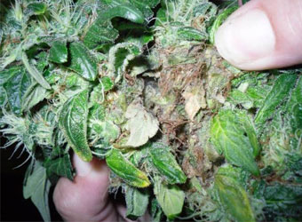 Toprot wietplant