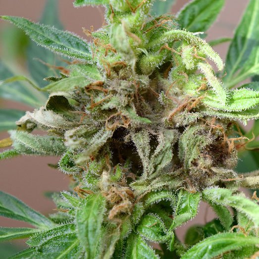 Een deels aangetaste wietplant top. Een deels aangetaste wietplant top.