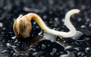 Wietzaadjes ontkiemen