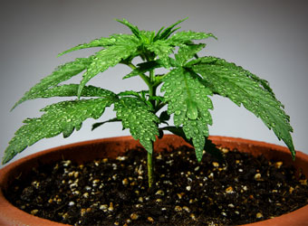 Voeding wietplant