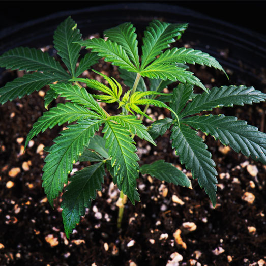 Dit wietplantje is groot genoeg voor voeding. Dit wietplantje is groot genoeg voor voeding.