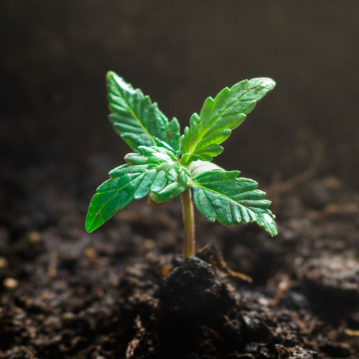 Een zaailing van een wietplant: te vroeg voor voeding. Een zaailing van een wietplant: te vroeg voor voeding.