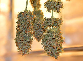 Drogen wietplant