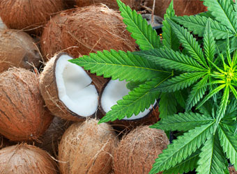 Kweken op cocos