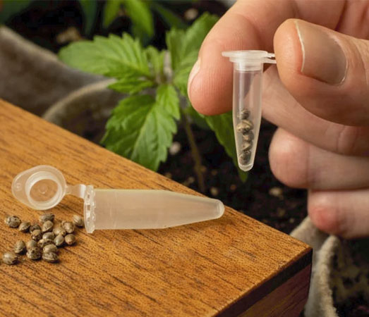 Opslagbuisje voor cannabis zaadjes.
