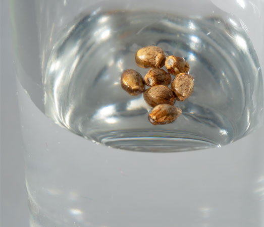 Wietzaadjes weken in water om ze te hydrateren.
