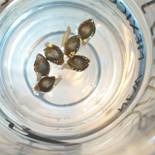Wietzaadjes ontkiemen in water. Wietzaadjes ontkiemen in water.