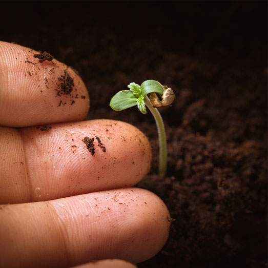 Zaailing wietzaadje: een klein wietplantje. Zaailing wietzaadje: een klein wietplantje.