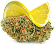 Lemon Haze wiet heeft de geur en smaak van vers gesneden schijfjes citroen