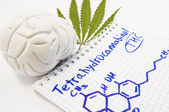 THC kan leiden tot een verandering in de hersenactiviteit. THC kan leiden tot een verandering in de hersenactiviteit.