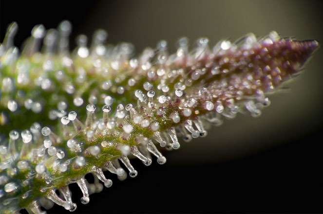 Macro closeup van trichomen op een cannabis blad.