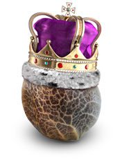 Wietzaden kopen? De beste zaden koop je online bij Wietzaadjes.nl